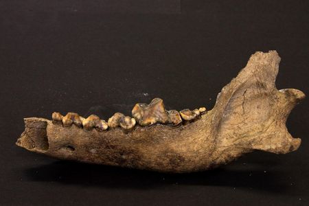 A jawbone from an ancient Taimyr wolf that lived about 35,000 years ago