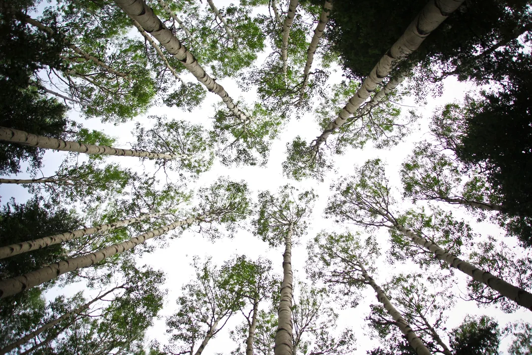 Tree Tops in Red River | Smithsonian Photo Contest | Smithsonian Magazine