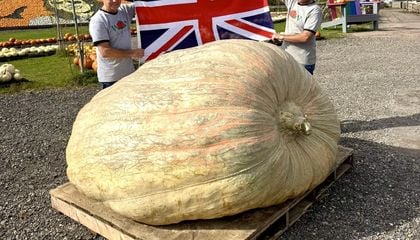 The Giant Pumpkin World Record Just Crept Closer to 3,000 Pounds. Here's How Science, Sweat and 'Soul Crush' Keep Growers Reaching for the Heaviest Fruit Possible