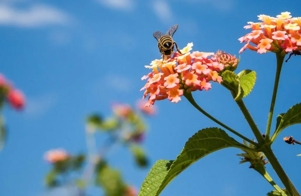 Bees