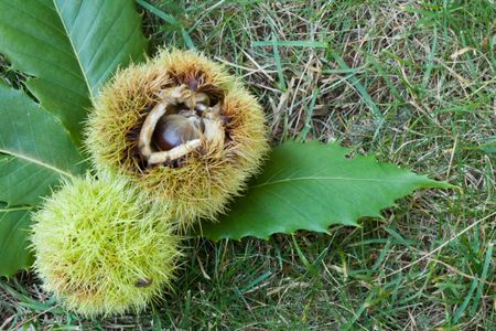 American chestnut seed
