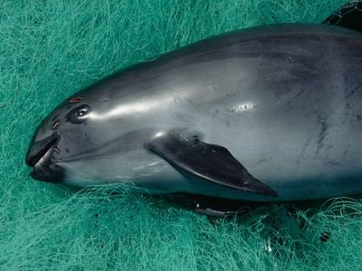 Out of five vaquita found dead this past spring, three were killed in illegal gill nets.