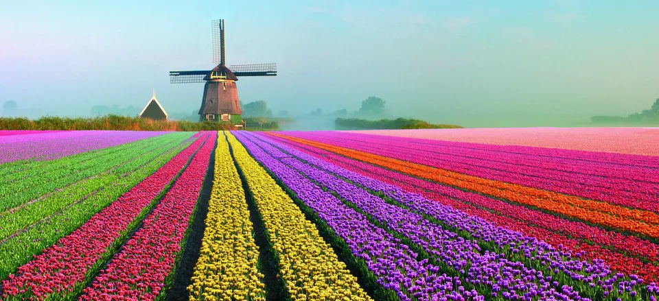  Tulip fields in bloom in the Netherlands are a wondrous sight. 