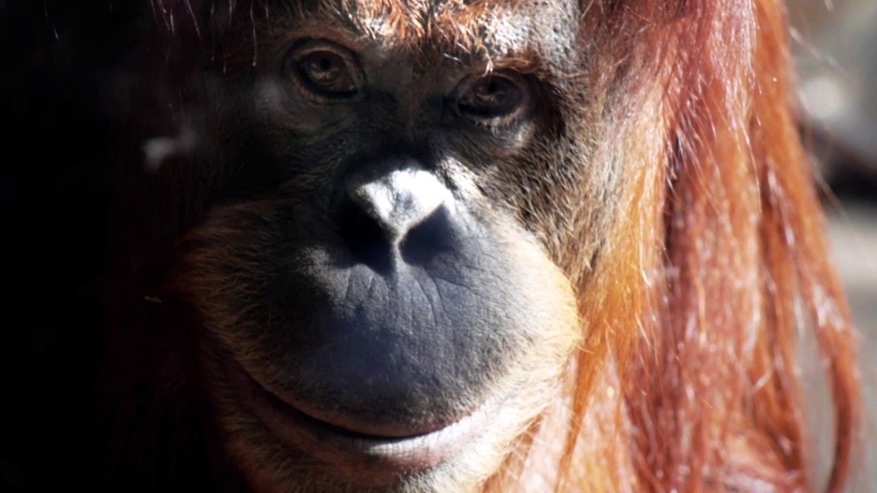 Preview thumbnail for SmartNews: Apps for Apes
