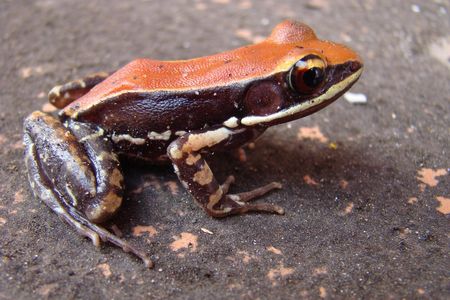 The slimy skin of Hydrophylax bahuvistara harbors antimicrobial powers