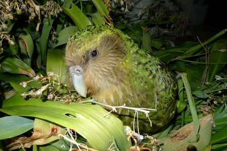When comparing the genomes, the team found that the birds of Stewart Island had less genetic diversity than the mainland birds and had half as many mutations as the birds that dwelled on the mainland.
