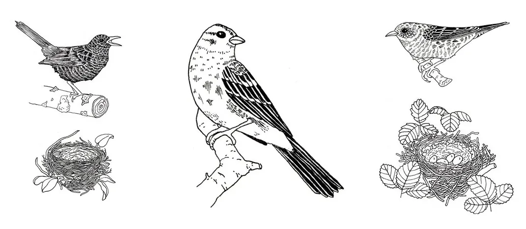 Bird illustrations