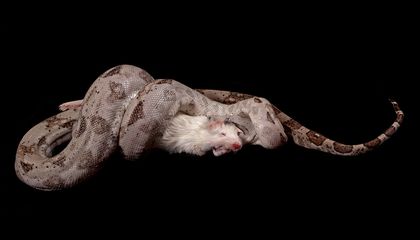 How Boa Constrictors Breathe While Squeezing the Life Out of Their Prey