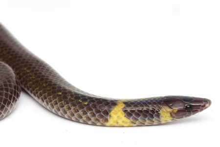 Researchers investigated several members of the&nbsp;Pseudorabdion genus in the study including P.&nbsp;saravacense, shown here.

