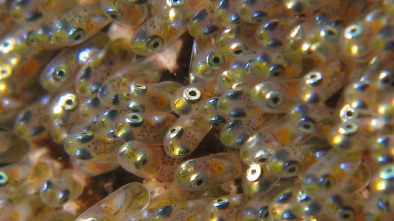 Baby Fish Eggs