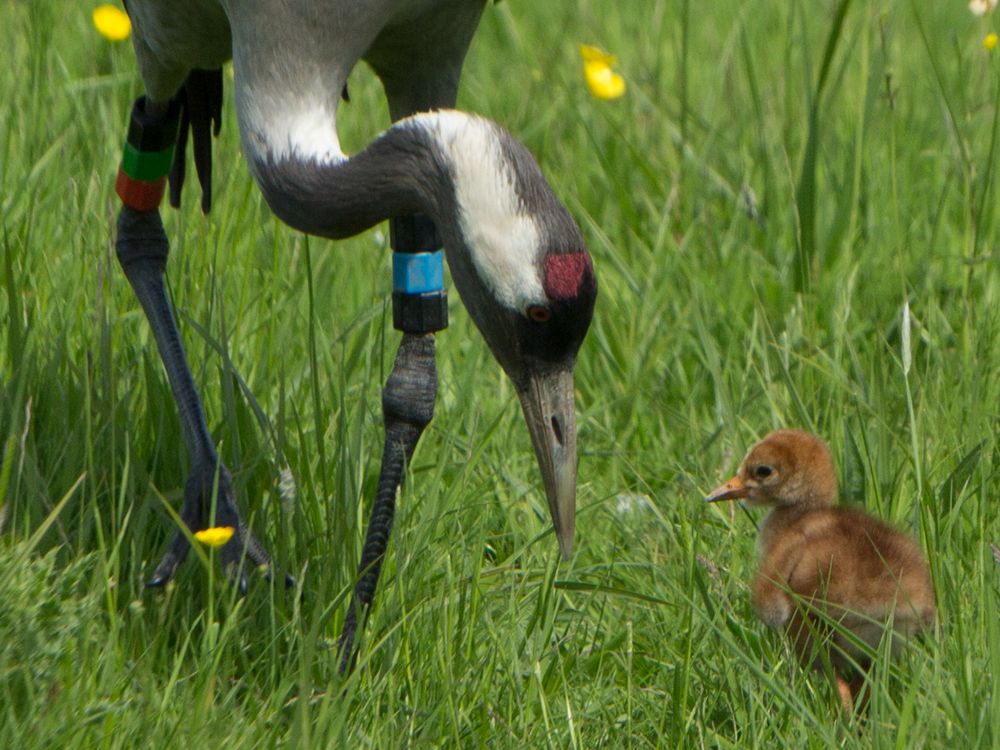 Crane chick Graham Hann5.jpg