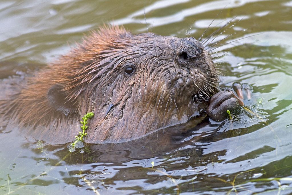 Beaver