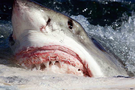 The pores visible on the underside of this shark's snout are electrical field-sensitive ampullae of Lorenzini.