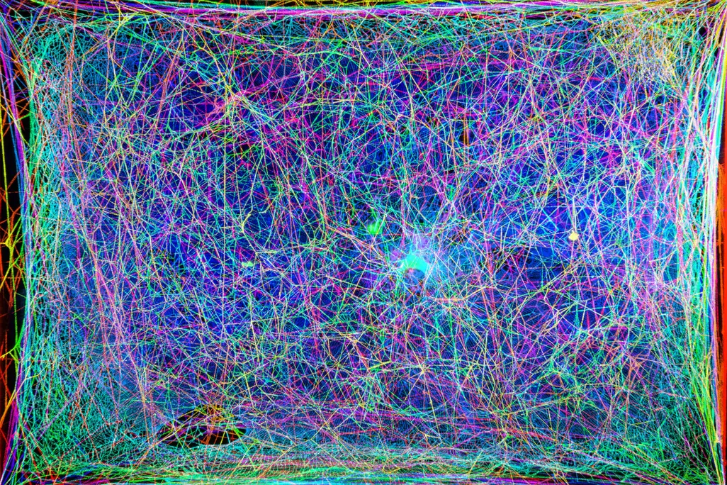 3D scan of spider web