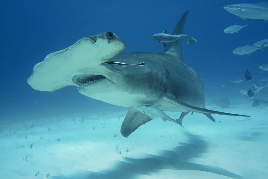 A hammerhead shark 