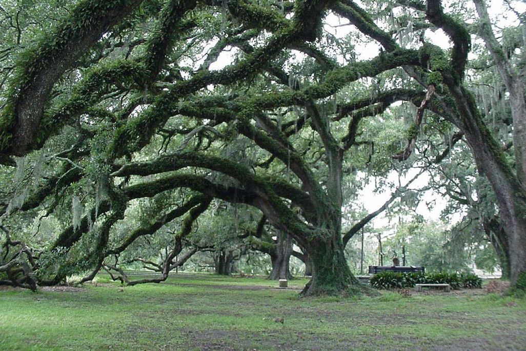 Dueling Oaks