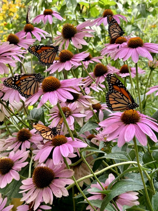 Monarchs enjoying native Echinacea thumbnail