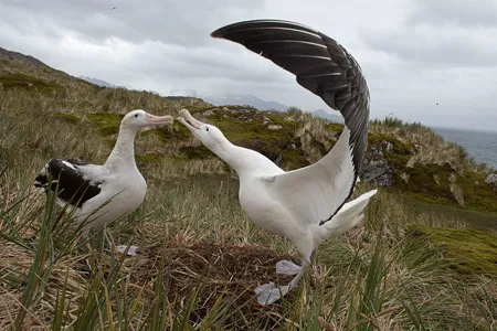 Wandering albatross pair in courtship in South Georgia. Researchers have found some birds have bolder personalities than others.