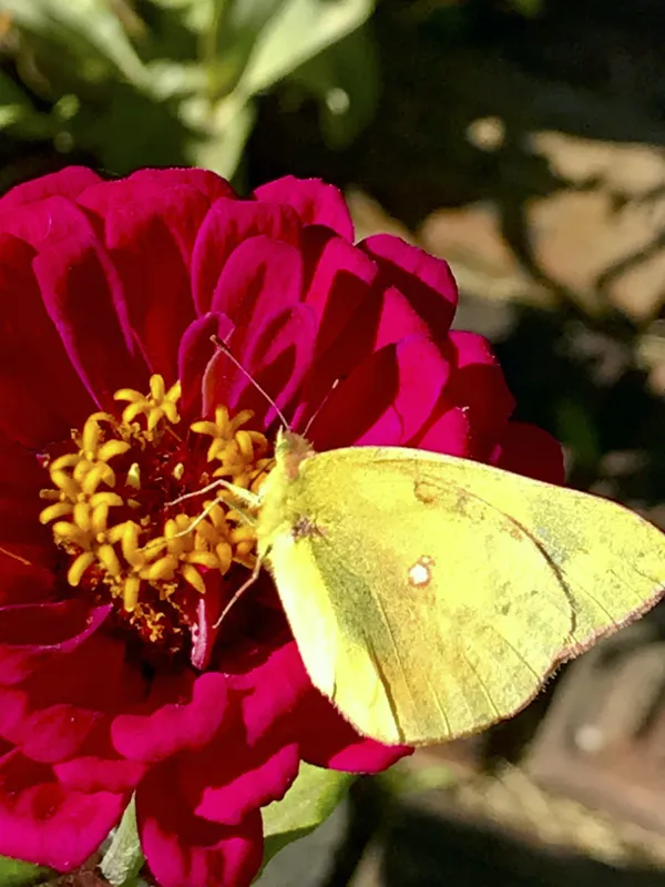 Butterfly and zinnia thumbnail