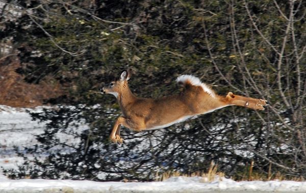 Whitetail deer in mid-leap thumbnail