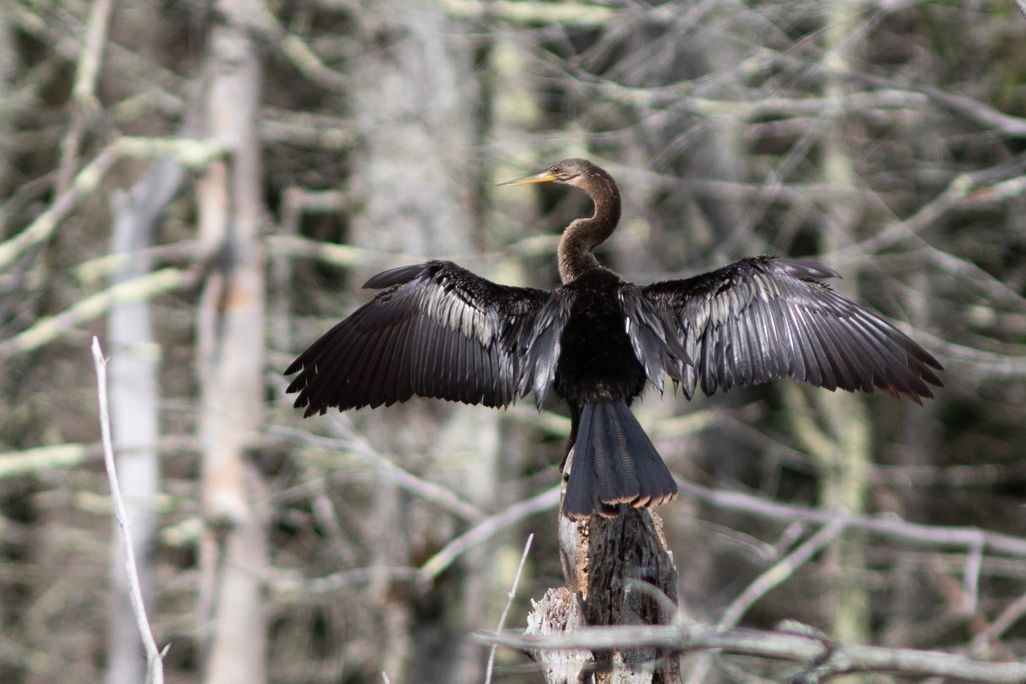 a large, black water bird with its wings outstretched and looking left, faces away from the camera on a tree branch