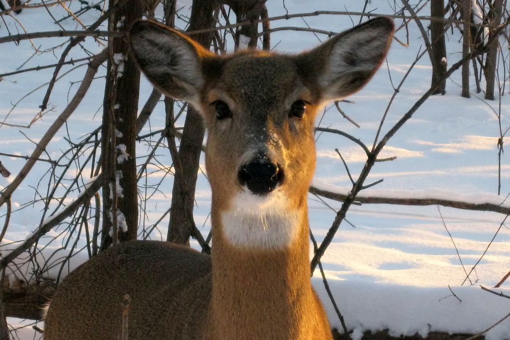 An image of a white tailed deer standing in snow-covered woods looking straight into the camera