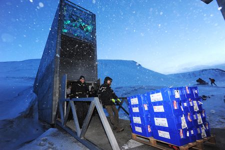 The latest donation to the Svalbard Global Seed Vault is taken down into the frosty underground chamber for storage.