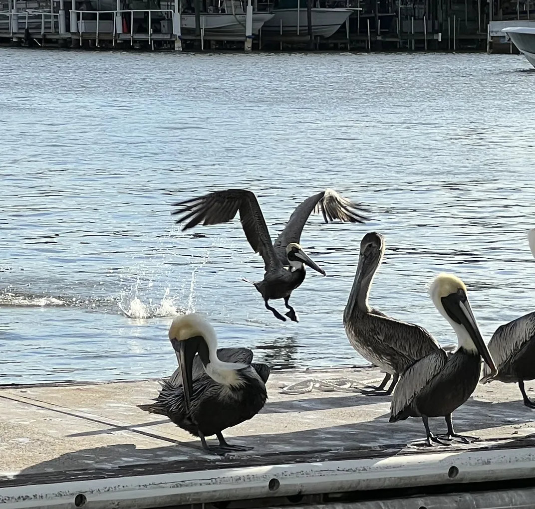 Pelican ready to land | Smithsonian Photo Contest | Smithsonian Magazine