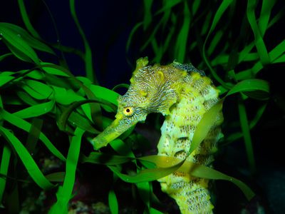 Seahorses are valued for their use in traditional medicine.