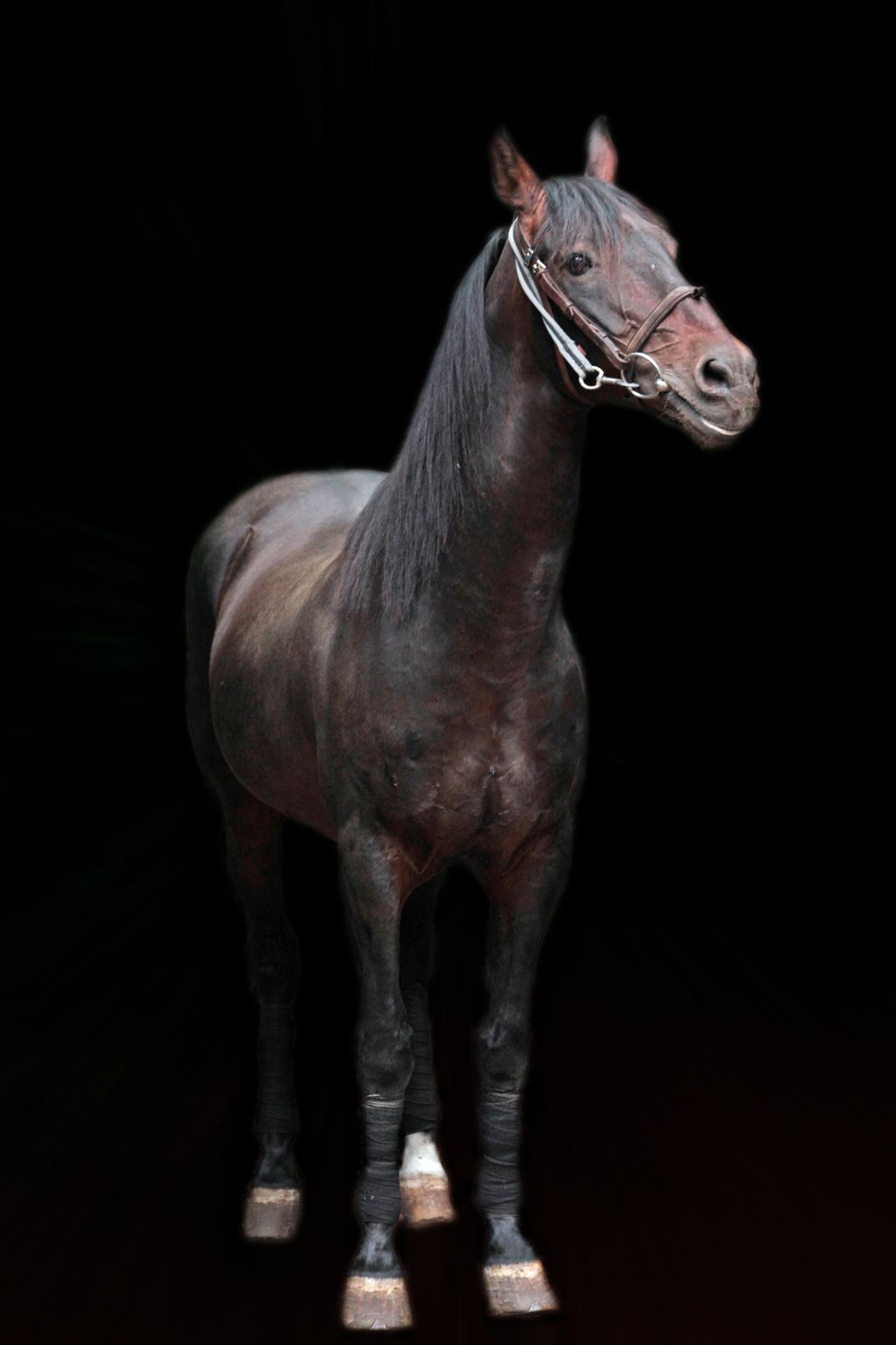 portrait of a beautiful horse against a black background | Smithsonian