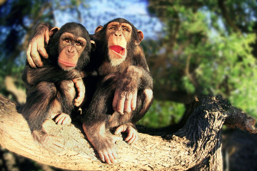 Chimps