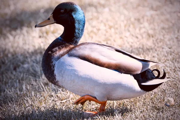 mallard duck walking on the grass portrait thumbnail