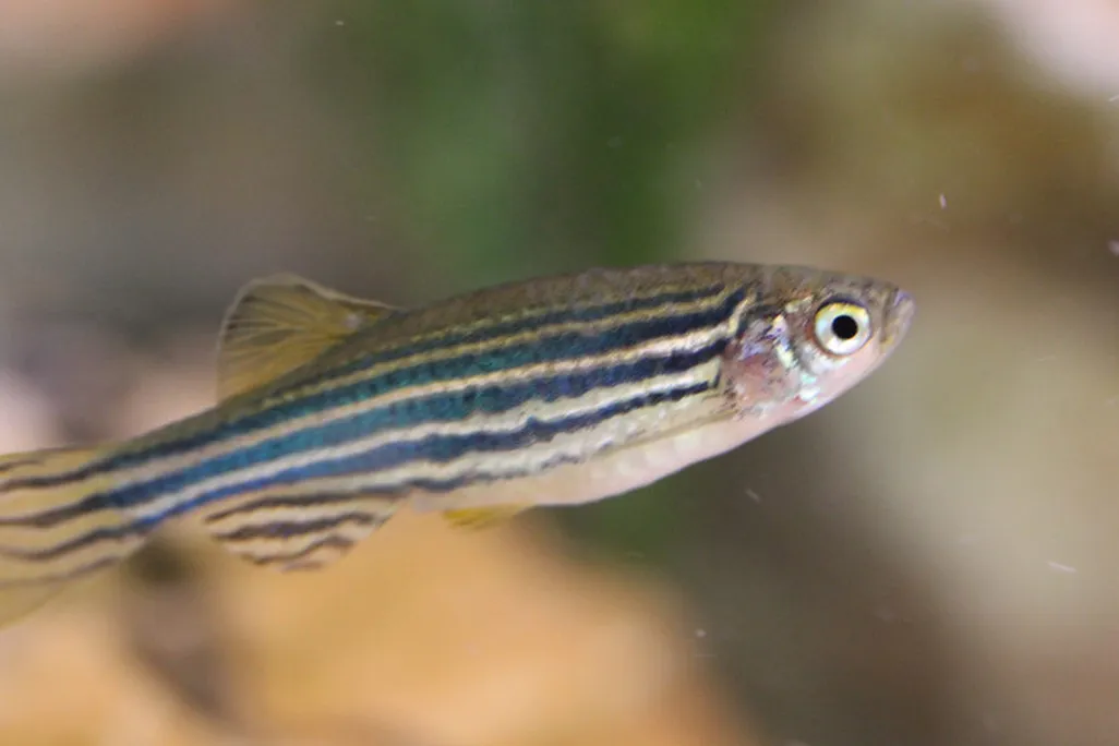 Zebrafish