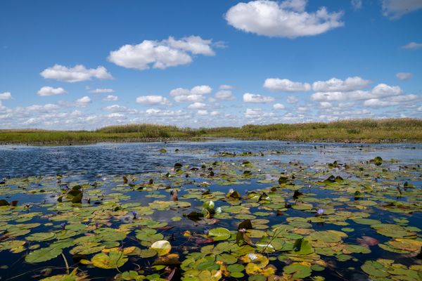 Water Lillies and Clouds thumbnail