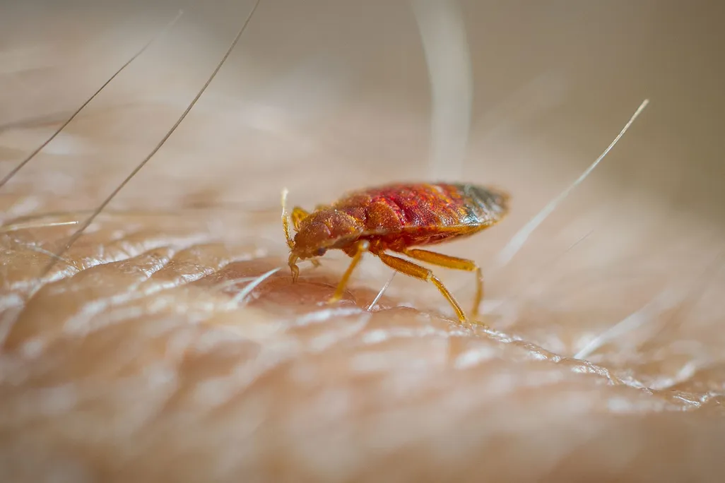 Bedbug