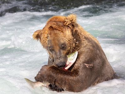 480 Otis, a beloved brown bear made popular by the Explore.org bear cams of Alaska&rsquo;s Katmai National Park and Preserve, hunts for salmon at a popular bear fishing spot known as &ldquo;the jacuzzi&rdquo; on July 20, 2014.