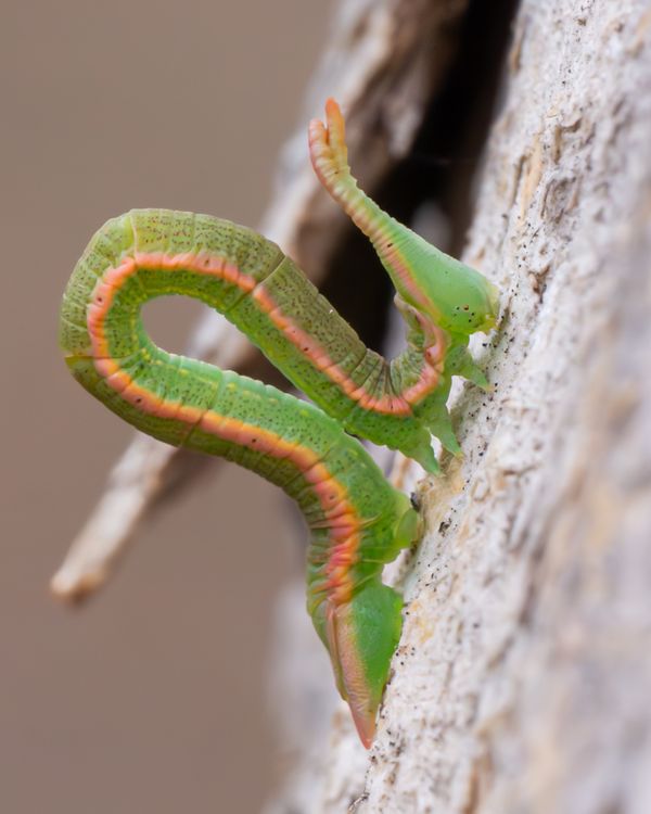 Geometer Moth Larvae thumbnail