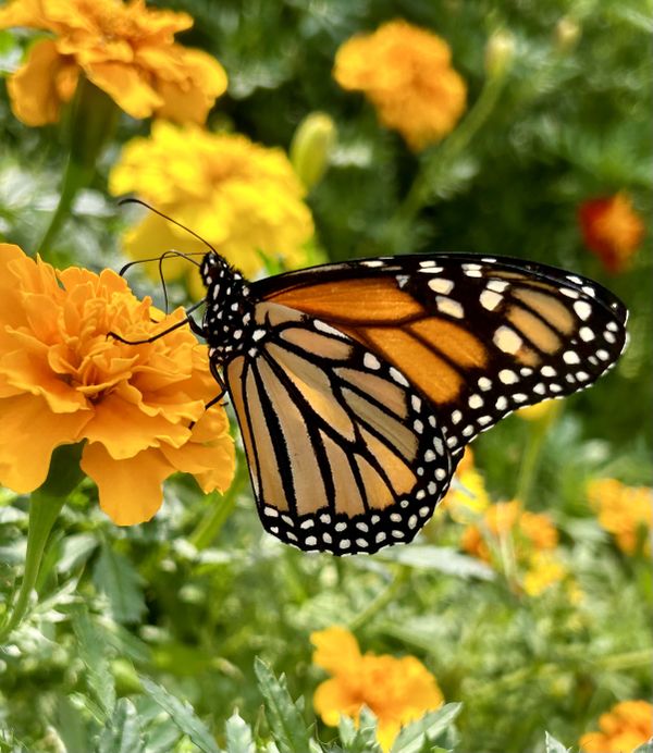 Monarch on a Marigold thumbnail