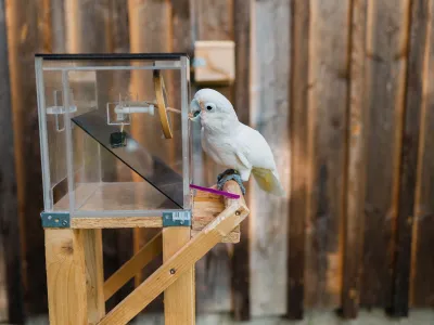 A cockatoo uses a sharp stick to poke through a membrane before using a scoop to fish out the cashew inside the box.