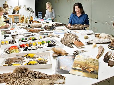 Carla Dove (left), Nancy Rotzel (far right), and Marcy Heacker use the National Museum of Natural History's bird collection to identify birds involved in birdstrikes.