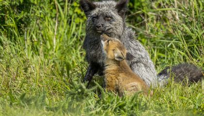 These Devoted Dads Across the Animal Kingdom Will Warm Your Heart This Father’s Day