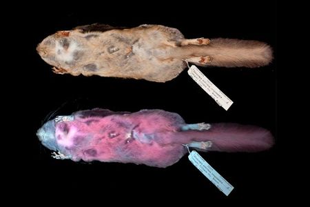 The team analyzed 135 squirrel specimens under visible and ultraviolet light