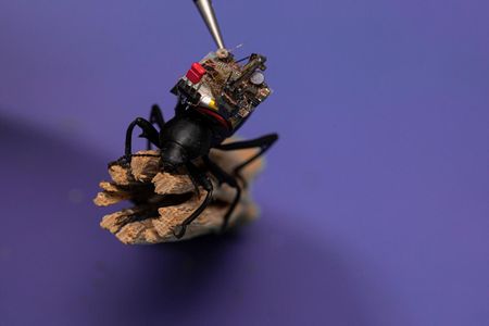 A Pinacate beetle explores the UW campus with a camera on its back.