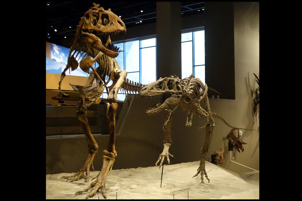 Teratophoneus curriei