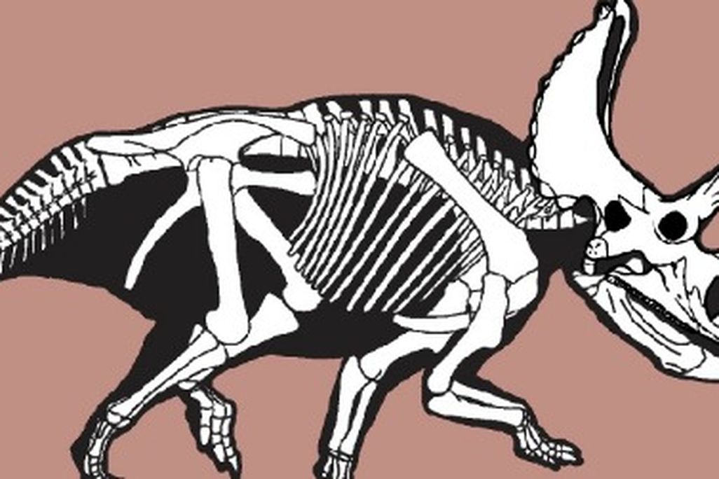 A skeletal reconstruction of Agujaceratops