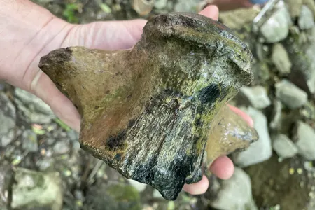 The mosasaur vertebra measured more than seven inches wide.