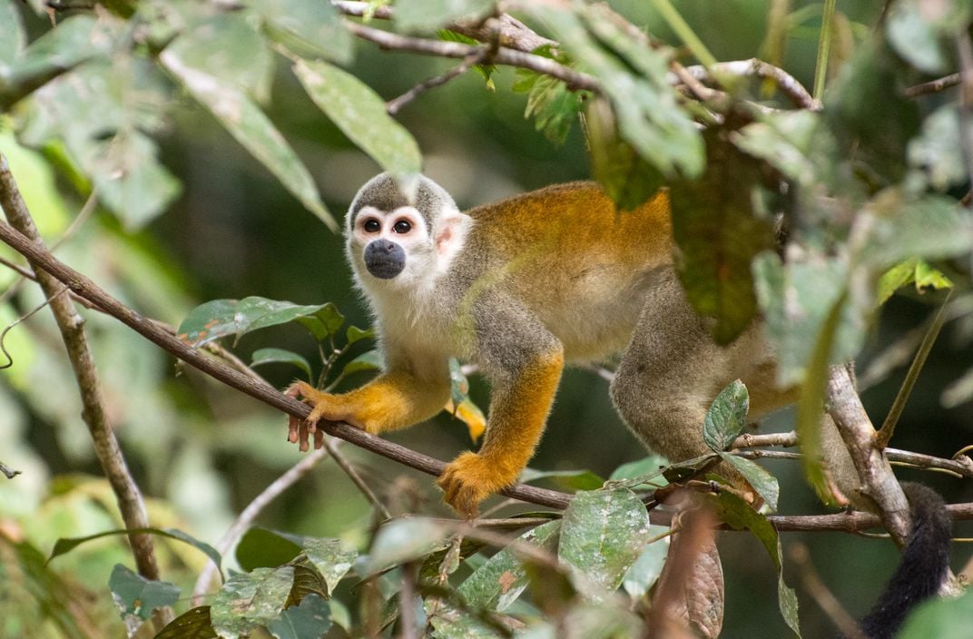 Spider Monkey Yasuni National Park Ecuador 2019 Smithsonian Photo