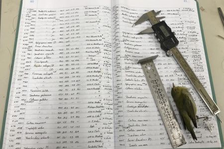 One scientist, Dave Willard, took the measurements of the 70,716 bird specimens in this study and recorded them by hand into ledgers like this. This photo shows one of Willard's ledgers, his measuring tools, and a Tennessee Warbler.

