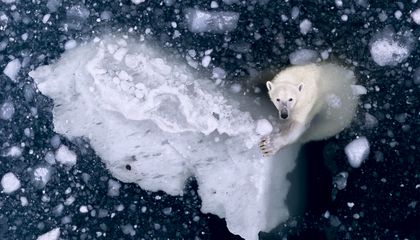 These 16 Splendid Aerial Views Capture Wildlife From Above, Revealing the Beauty and Mystery of Nature