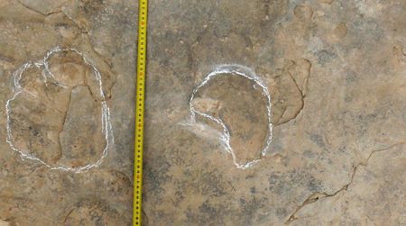 Part of a sauropod trackway from the Teruel, Spain tracksite